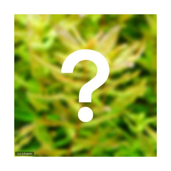 ij܂^itjQ×T{Zbgi_jivPO{j