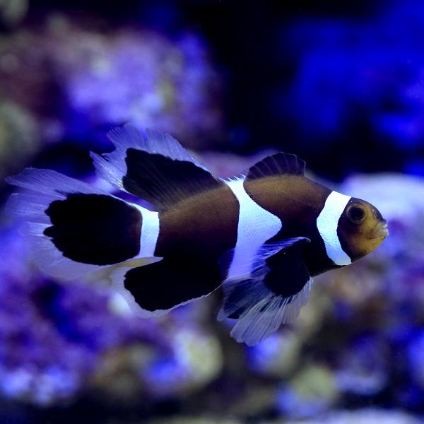 クマノミ 海水魚）一点物 ワイドフィンブラックオセラリス（ブリード