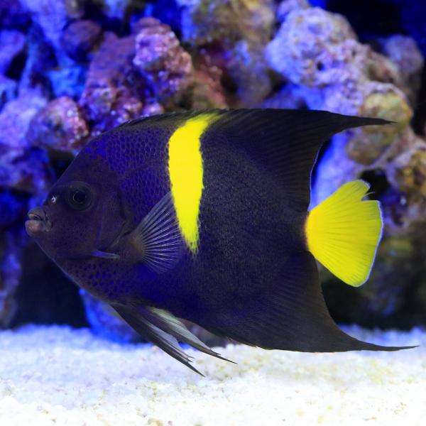 （海水魚）ヤッコ　一点物　アラビアンエンゼルフィッシュ　ＭＦ−６０５５（１匹）　北海道航空便要保温
