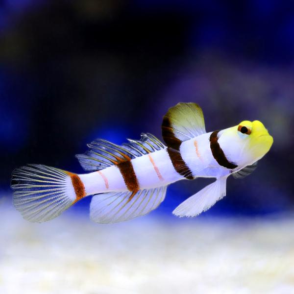 （海水魚）一点物 ドラキュラゴビー ＭＦー６０６６（１匹） 北海道・九州航空便要保温