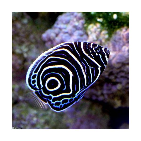 ◎　kaisui70　marinefishzukan　大型ヤッコ　m_angelfish　海水　海水生体　海水魚　ウズマキ　タテジマキンチャクダイ　Ｐｏｍａｃａｎｔｈｕｓ　ｉｍｐｅｒａｔｏｒ　Ｅｍｐｅｒｒｏｒ　Angel　タテキン　2014...