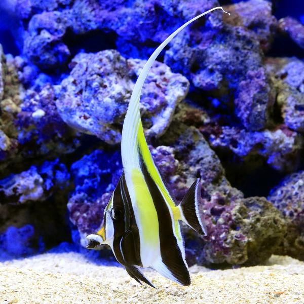 （海水魚）沖縄産 ツノダシ（１匹） 北海道航空便要保温