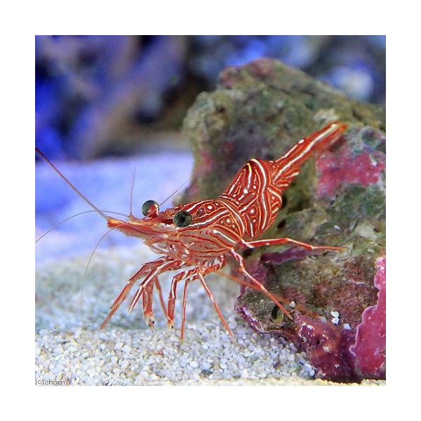 ◎　kaisui73　海水　海水生体　エビ・カニ他　_aqua　m_shrimp　キャメルシュリンプ48Im8F_kisi　Ｒｈｙｎｃｈｏｃｉｎｅｔｅｓ　ｄｕｒｂａｎｅｎｓｉｓ　ｕｒｉｔａｉ　r_durbanensis0214　R5T7zO...