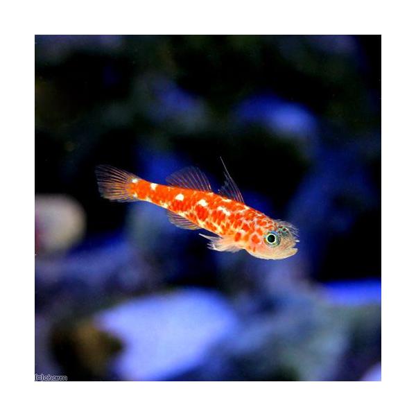 ◎　marinefishzukan　浮遊性ハゼ／超小型／サンゴハゼ　m_goby　海水　海水生体　海水魚　ハゼ　ゴビー　サンゴ水槽　ベニハゼ　YH　20150207　Ｔｒｉｍｍａ　ｎａｕｄｅｉ　okinawa_haze　goby_wakuw...