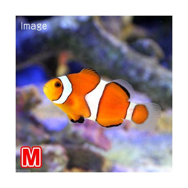 （海水魚）カクレクマノミ　Ｍサイズ（国産ブリード）（１匹）熱帯魚　北海道・九州航空便要保温
