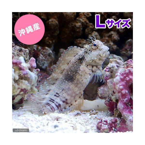 海水魚用品 y chanet_521809