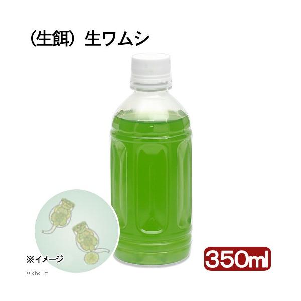 生き餌　◎　kaisui73　_aqua　生餌　fry_bait　海水　海水生体　その他　餌　給餌器　ブライン　その他生体　活きエサ　活き餌　活餌　繁殖　ワムシ　シオミズツボワムシ　Ｂｒａｎｃｈｉｏｎｕｓ　ｐｌｉｃａｔｉｌｉｓ　ｓｐ．　ｃｏ...