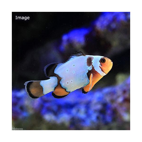 安いブラックオセラリスの通販商品を比較 ショッピング情報のオークファン