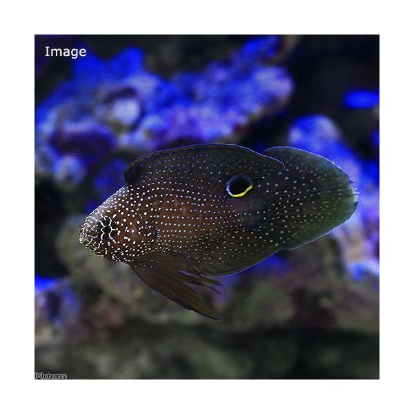（海水魚）アーグスコメット（１匹）