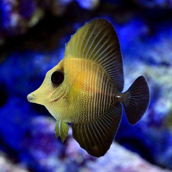 _aqua　◎　marinefishzukan　ハギ・ニザダイ　海水　海水生体　海水魚　m_surgeonfish　ゴマハギ　ニザダイ　ZEBRASOMA　SCOPAS　m_cleanfish　vlen2015_kaisui　vlen201...