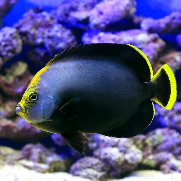 海水魚）ヤッコ キヘリキンチャクダイ 成魚 Lサイズ（1匹） 北海道