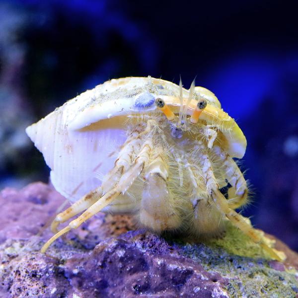 ヤドカリさま専用 チャーム（ペット） （海水魚）ヤドカリ ヤドカリミックス L