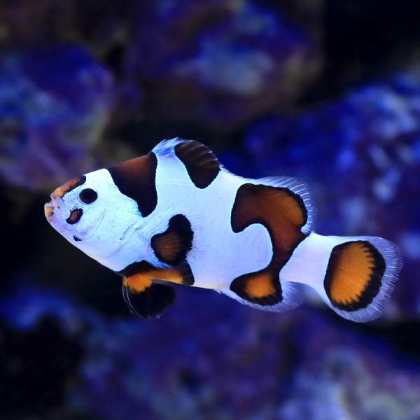 海水魚）ピカソストームクラウン Mサイズ（ブリード）（1匹 