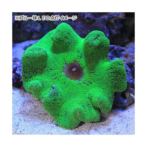 安いハタゴイソギンチャクの通販商品を比較 ショッピング情報のオークファン