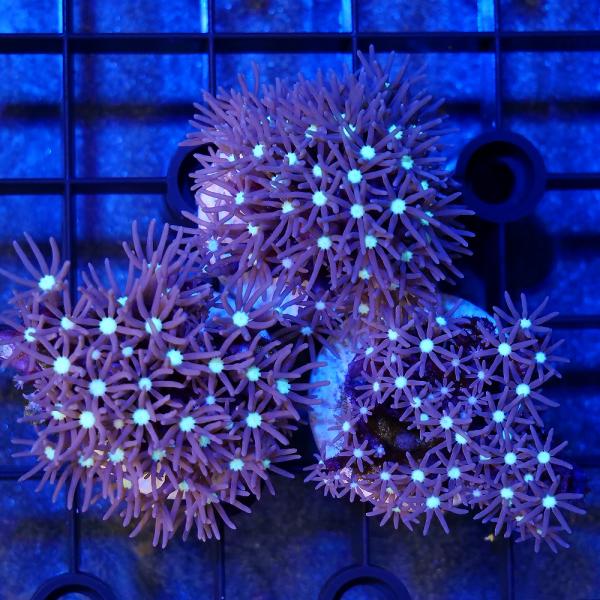 _aqua　sfset　◎　ma_sanfdmsklgo　海水　サンゴ　b_coral　ソフトコーラル　m_softcoral　スターポリプ　Ｐａｃｈｙｃｌａｖｕｌａｒｉａ　ｓｐ．HMZ　20251101　y25m11　フラグ　インドネシア...
