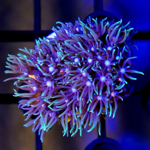 _aqua　sfset　◎　ma_sanfdmsklgo　海水　サンゴ　b_coral　ソフトコーラル　m_softcoral　スターポリプ　Ｐａｃｈｙｃｌａｖｕｌａｒｉａ　ｓｐ　20170824　フラグ　インドネシア　mrs1802_pd...