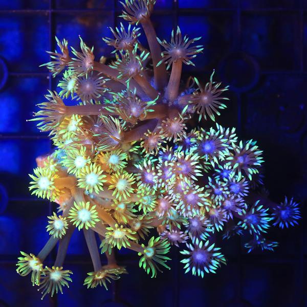 _aqua　sfset　◎　kaisui75　現物　画像個体　海水　サンゴ　m_hardcoral　ハードコーラル　ハナガササンゴ　ＬＰＳ　Ｇｏｎｉｏｐｏｒａ　ｌｏｂａｔａ　20200704　SN　プラグ　プラグ付き　バッティング　seit...