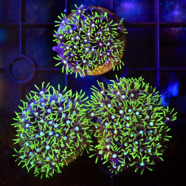 _aqua　sfset　◎　ma_sanfdmsklgo　海水　サンゴ　b_coral　ソフトコーラル　m_softcoral　スターポリプ　Ｐａｃｈｙｃｌａｖｕｌａｒｉａ　ｓｐ．ＹＨ　20201116　フラグ