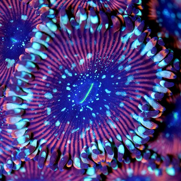 サンゴ）ブドウマメスナギンチャク マイクロコズムマジシャン ポリカ