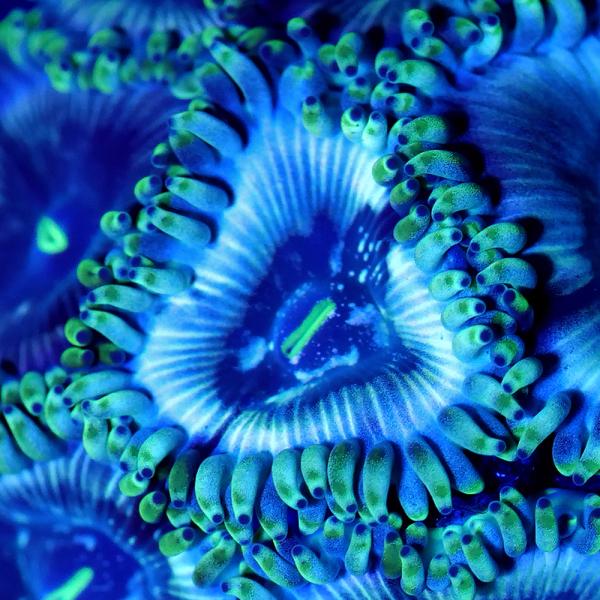 サンゴ）フラグサンゴ ブドウマメスナギンチャク マイクロコズム