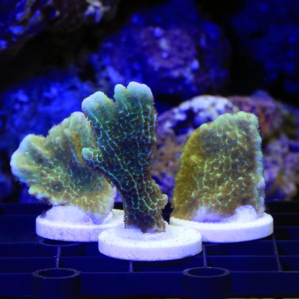 サンゴ）コンフサコモンサンゴ グリーン プラグ付き （1個） y−26