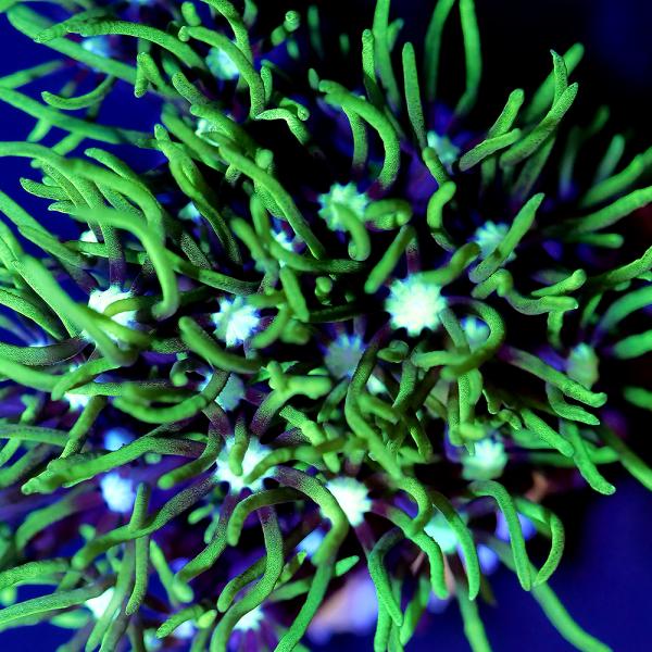 _aqua　sfset　◎　ma_sanfdmsklgo　海水　サンゴ　b_coral　ソフトコーラル　m_softcoral　スターポリプ　Ｐａｃｈｙｃｌａｖｕｌａｒｉａ　ｓｐ．NH　20241024　フラグ　沖縄　おきなわ　kaijyo...