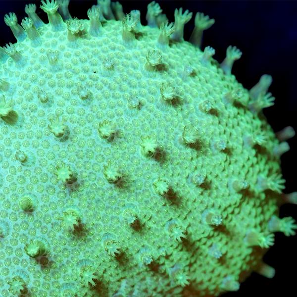 （サンゴ）ウミキノコ　ロングポリプ　メタリックフルグリーン　ポリカプラグＭ（１個）ｙ‐２１　北海道航空便要保温