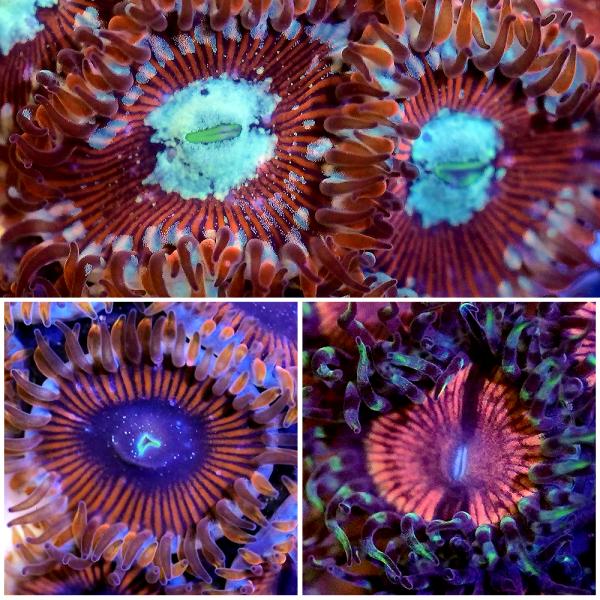 _aqua　sfset　◎　海水　サンゴ　b_coral　ソフトコーラル　m_softcoral　マメスナギンチャク　Zoanthus　sp.　フラグ　近海　おまかせ　kaijyo　freeseitai　プラフラグ　OK　20250710　...