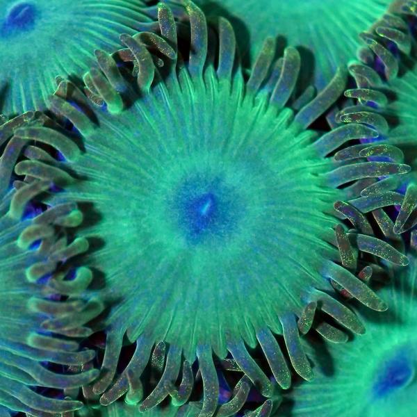 サンゴ）キクメマメスナギンチャク エメラルダスフルグリーン ポリカ