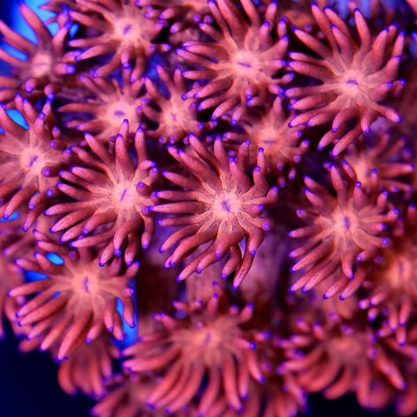 （サンゴ）ハナガササンゴ　レッド　ポリカプラグＭ（１個）ｗ‐２０　北海道航空便要保温