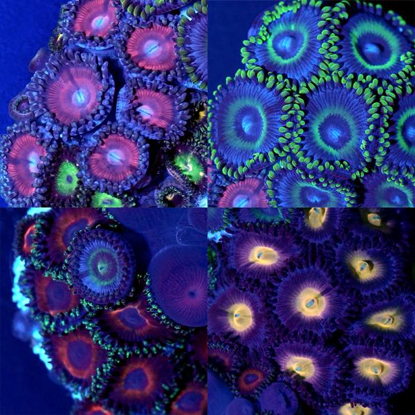 _aqua　sfset　◎　海水　サンゴ　b_coral　ソフトコーラル　m_softcoral　マメスナギンチャク　Zoanthus　sp.　フラグ　近海　おまかせ　kaijyo　freeseitai　プラフラグ　NH　20241107　...