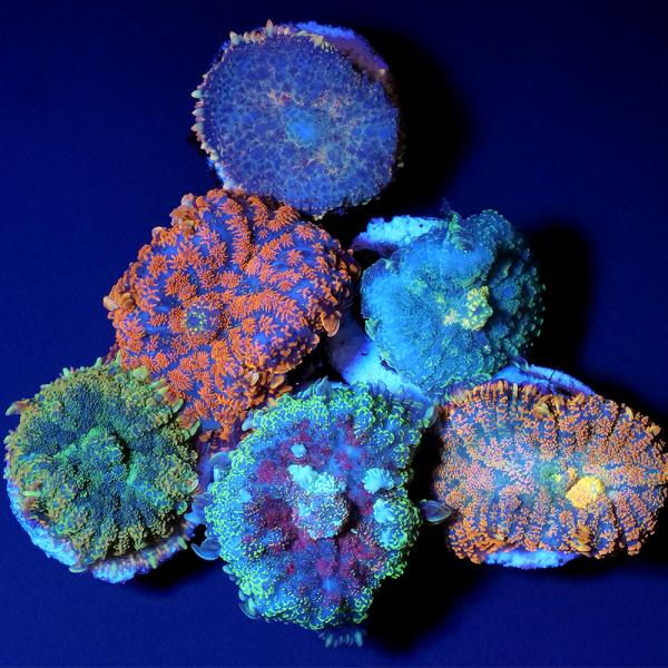 ◎　kaisui73　海水　サンゴ　ソフトコーラル　ディスクコーラル　m_softcoral　b_coral　ディスク　イソギンチャクモドキ　インドネシア産　ＮＨ　プラフラグ　プラプラグ　ポリカプラグ　プラグ　フラグ　おまかせ 202412...