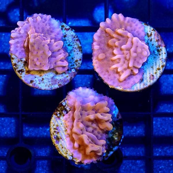 （サンゴ）コモンサンゴｓｐ． Ｓｌｏｗ Ｂｕｒｎ Ｍｏｎｔｉｐｏｒａ プラグ付き（１個） ｙ−８