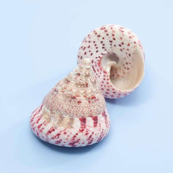 _animal　_insect　◎　_interior　海水　水中　アクセサリー　アクアリウム　シェル　貝殻　巻貝　三角貝　ヤドカリ　引越し　shell_0519　ＯＳＨ　20141120　_aqua　int_kaigara　ok_ydkr...