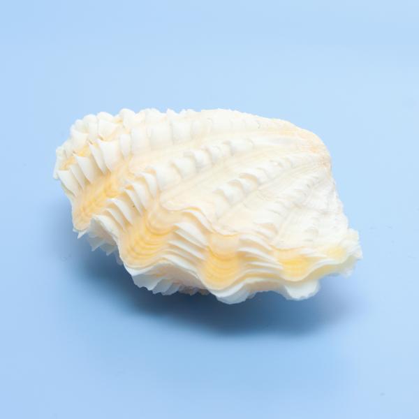 アクアリウム用品　_insect　muryotassei_600_699　_animal　貝殻　かざりサンゴ　装飾　レイアウト　インテリア　オブジェ　海水　水槽用アクセサリ　貝殻902　ma_tekitou　_aqua　ok_ydkr　in...