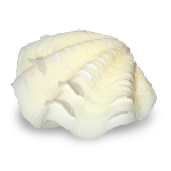 メーカー：(株)リーフ Leaf Corp アクアリウム用品　◎　貝殻　かざりサンゴ　装飾　レイアウト　インテリア　オブジェ　海水　水槽用アクセサリ　貝殻902　オカヤドカリ　食器　hwlist　hw1fszlist　endolist　20...