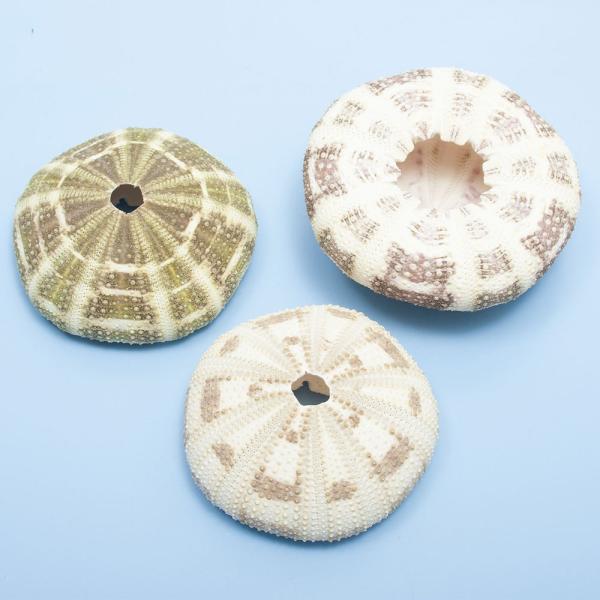 _animal　_insect　_interior　◎　海水　水中　アクセサリー　アクアリウム　シェル　貝殻　ウニ　隠れ家　_aqua　int_kaigara　ok_ydkr　ＨＩＮ　20151218　インテリア　ラッパウニ　ウニランプ　室...