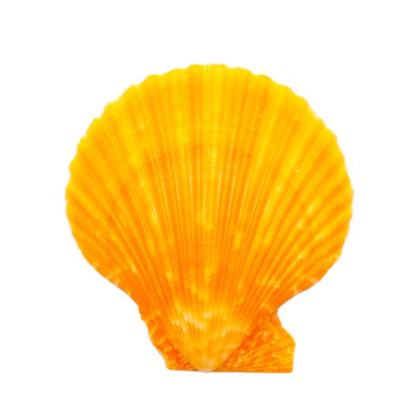 Lk@VFRNV@qIEMKC@܂J[@kTCY@Жʃ^Cv@P@`󂨔C