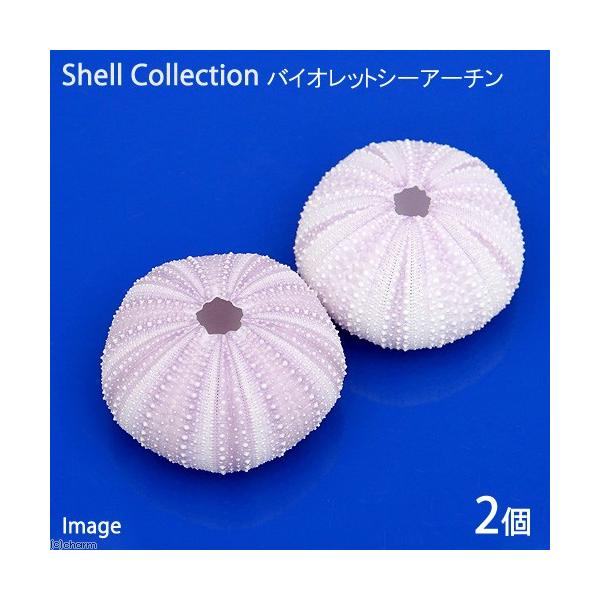 メーカー：(株)リーフ Leaf Corp アクアリウム用品　◎　_animal　_insect　_interior　海水　水中　アクセサリー　アクアリウム　シェル　貝殻　ウニ　隠れ家　_aqua　int_kaigara　ok_ydkr　イ...