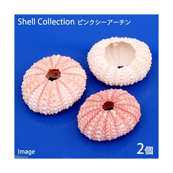 メーカー：(株)リーフ Leaf Corp アクアリウム用品　◎　海水　_animal　_insect　_interior　水中　アクセサリー　アクアリウム　シェル　貝殻　ウニ　隠れ家　_aqua　int_kaigara　ok_ydkr　イ...