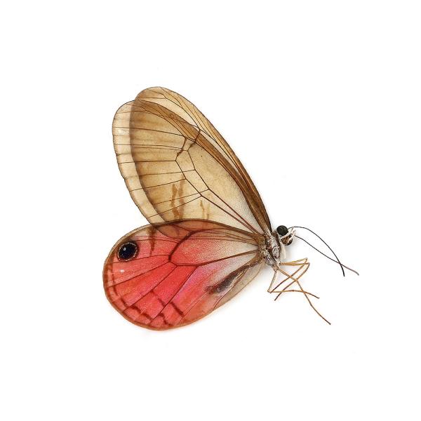昆虫用品　昆虫標本　標本個体　蝶標本　スカシジャノメ　▲チョウ・トンボ　insect_database　20201102　Ｃｉｔｈａｅｒｉａｓ　ａｕｒｏｒｉｎａ　ベニスカシジャノメ