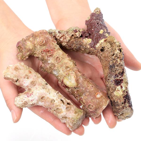 ◎　kaisui71　海水　ライブロック　20250117　ＡＨ　lr_stpd　ma_juhsdfbjh　tuikas1004　winter_modeLR　muryotassei_900_999　_kaisui　_aqua　LR71　cx...