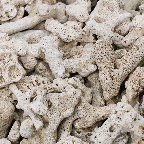 コーラルボーン　#４０　１０ｋｇ　2250005410245　サンゴ　石　海水　水槽　飾り　レイアウト　Plantstech_coralbone　ＫＫ　20240708　y24m07 Plantstech_list