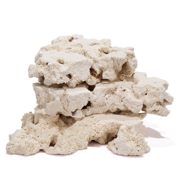 置物用 菊目石 水槽レイアウト 珊瑚 置物用 菊目石 水槽レイアウト 珊瑚