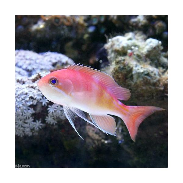 海水魚 マルシアズアンティアス １匹 北海道 九州航空便要保温 Buyee Buyee 提供一站式最全面最专业现地yahoo Japan拍卖代bid代拍代购服务 Bot Online