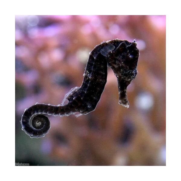 コオロギ　_kame　生き餌　えさ　アロワナ　_aqua　大型魚エサ　爬虫類エサ　器具　餌　給餌器　生餌　ブライン　爬虫類生餌　hutahoshi_m_g　MK　20110429　_hachu　rep_cricket　活き餌　活餌　活きエサ...