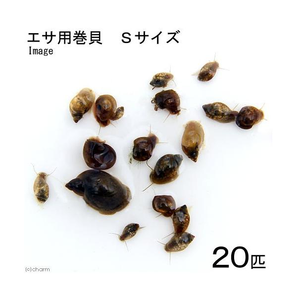 ikika_im　_kame　生き餌　_aqua　_hachu　fish_database 熱帯魚・エビ他　貝　種類で選ぶ　巻貝・ラムズホーン　生餌　エサ用巻貝　fish_ikie　５０ｇ　モノアラガイ　サカマキガイ　スネール　淡水フグ　ア...