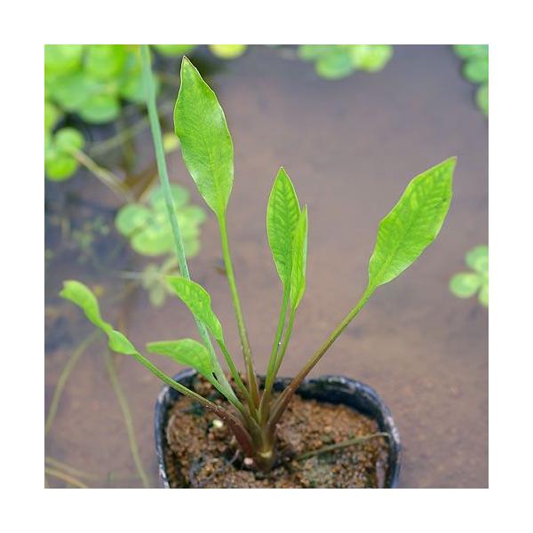 _aqua　_gardening　ビオトープ　水辺植物　水生植物　オモダカ　Ａｌｉｓｍａｔａｃｅａｅ　ガーデニング　その他水辺植物　all_plants　育て方　育成方法　栽培方法　抽水植物　Ａｌｉｓｍａ　ヘラオモダカ