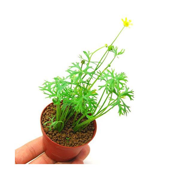 ijkNX@Ck_^XitjAi_jiPj