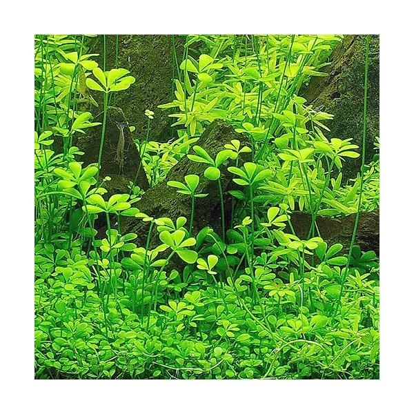 PF_SPQ　水草　前景草　横に広がる　フィリピンウォータークローバー　ウォータークローバー　ベトナム　デンジソウ科　Marsileaceae　デンジソウ属　Marsilea　Viet　Num　ベトナムクローバー　AT　p5mizbrk2305